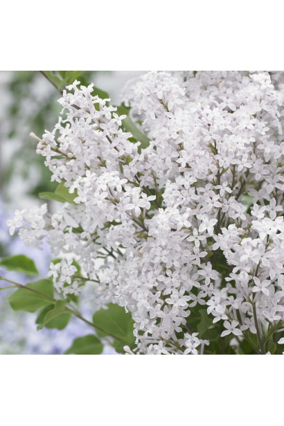Syringa meyeri Flowerfesta White полив